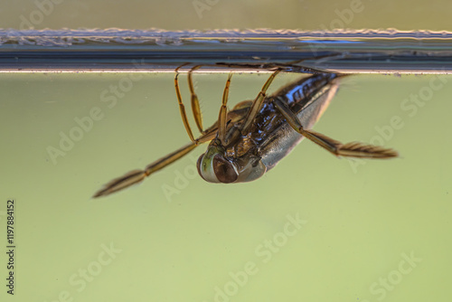 Greater Water-Boatman water insect photo