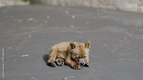 A cozy, cute baby bear sleeping peacefully, surrounded by a calm atmosphere, in a seamless looping time-lapse 4K video background.