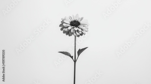 Single monochrome daisy flower on white background.