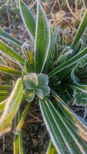 cactus in the garden