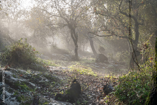 Woodland slope covered in dreamy clouds early morning in northern Israel near Kiryat Tivon.
