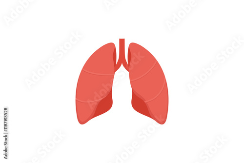 A Simple Illustration Shows Human Lungs Anatomy. flat style illustration vector
