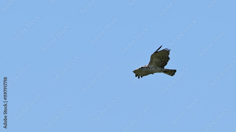 Short-toed snake eagle Circaetus gallicus in flight, natural background, Slow motion. Close up. Copy space. Short-toed snake eagle Circaetus gallicus in flight, natural background, Slow motion. Close up. Copy space.