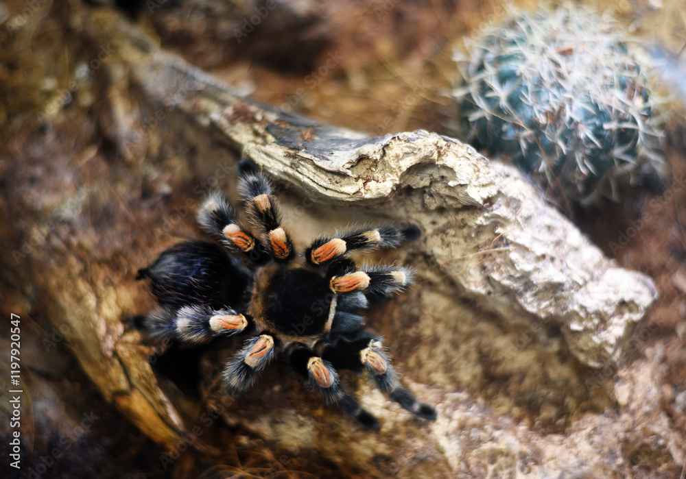 Spider Spider