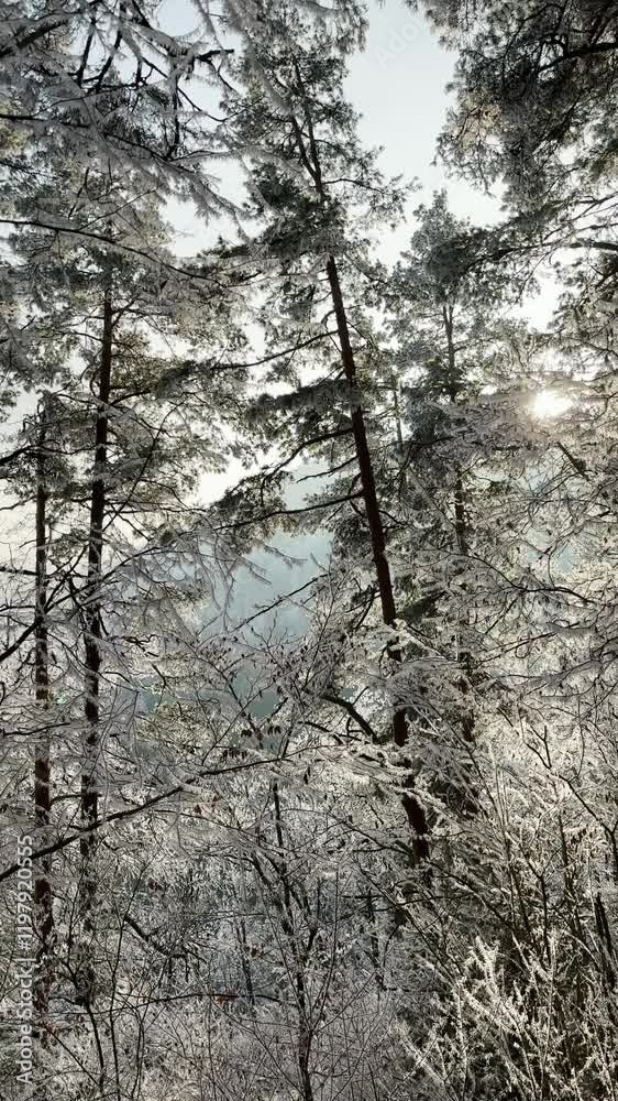 Frosty winter walk to Tomasovsky view, the rock protuberance providing wonderful views in National Park of Slovensky raj, Slovakia
Frosty winter walk to Tomasovsky view, the rock protuberance providing wonderful views in National Park of Slovensky raj, Slovakia