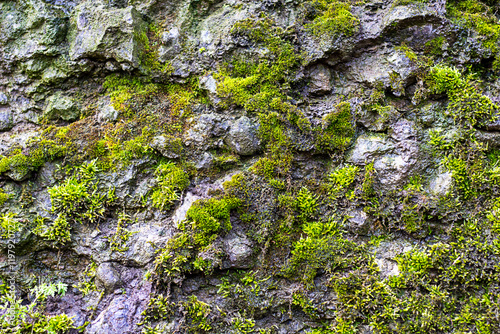 Natural moss growing on weathered rock surface in a forest environment
