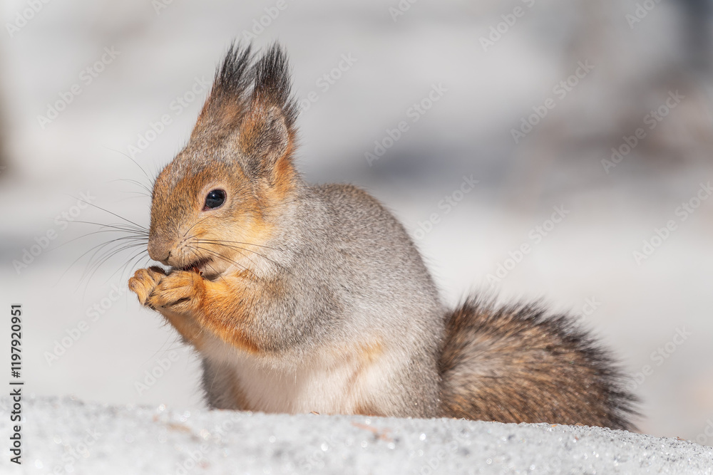 The squirrel in winter sits on white snow. The squirrel in winter sits on white snow.