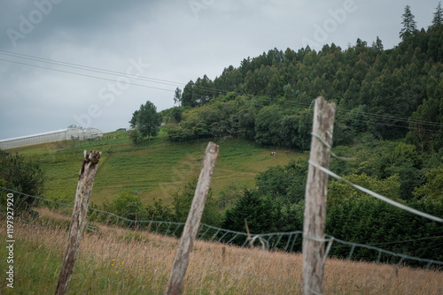 monte pampa animales