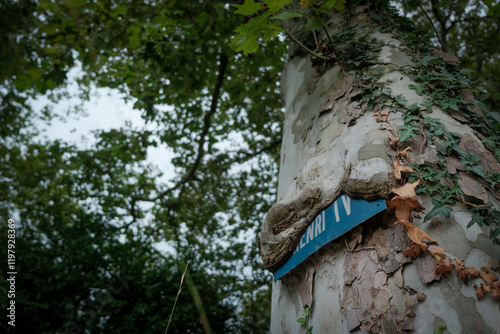 cartel dentro de árbol