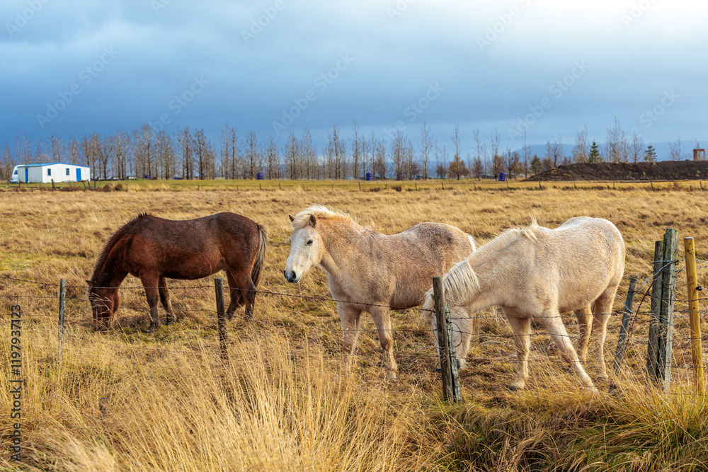 A rare breed of Icelandic horse in the autumn pastures of western Iceland
