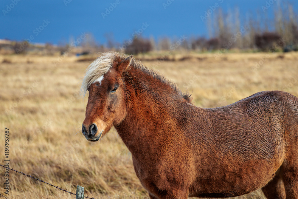 A rare breed of Icelandic horse in the autumn pastures of western Iceland
