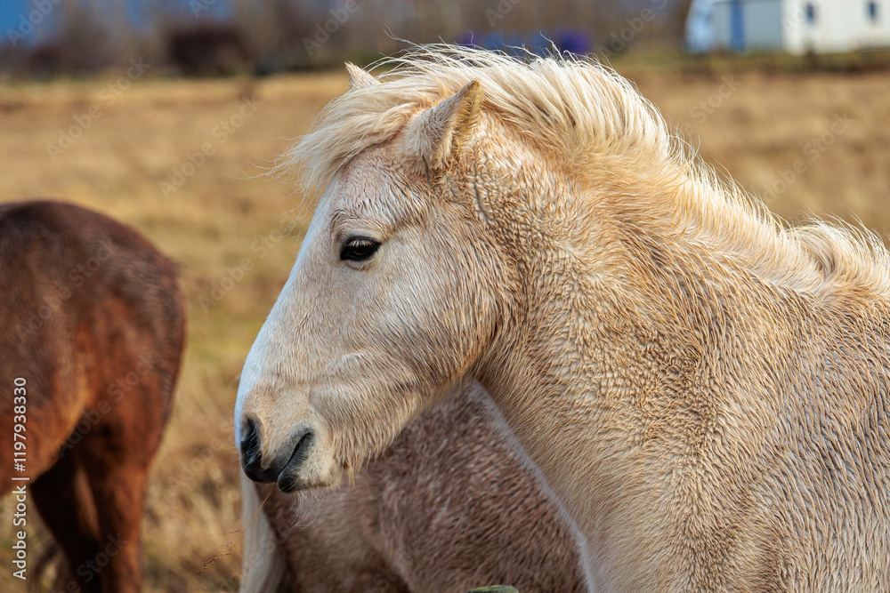 A rare breed of Icelandic horse in the autumn pastures of western Iceland