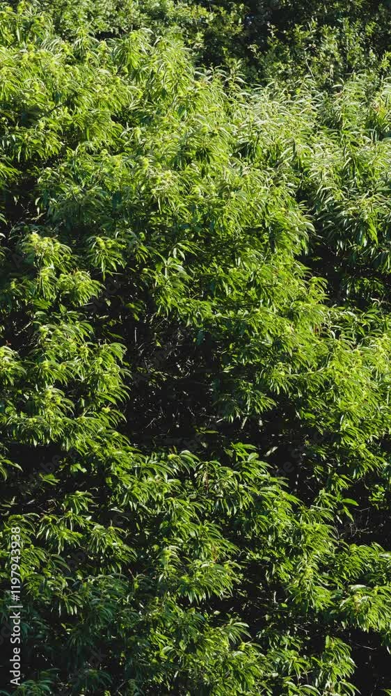 detailed view of a chestnut tree, its foliage and fruit dancing in the breeze. Vertical video detailed view of a chestnut tree, its foliage and fruit dancing in the breeze. Vertical video