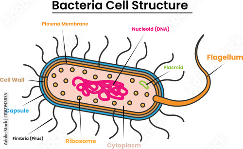 Bacteria Cell Structure Illustration with Outline for Design Element, Clip Art, Web, Landing page, Sticker, Banner. Flat Cartoon Style