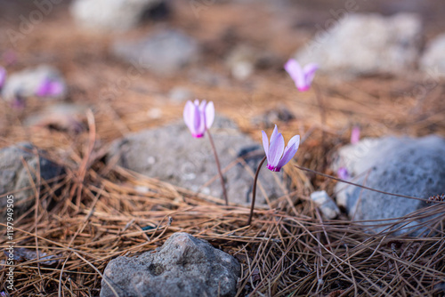 spring crocus flowers