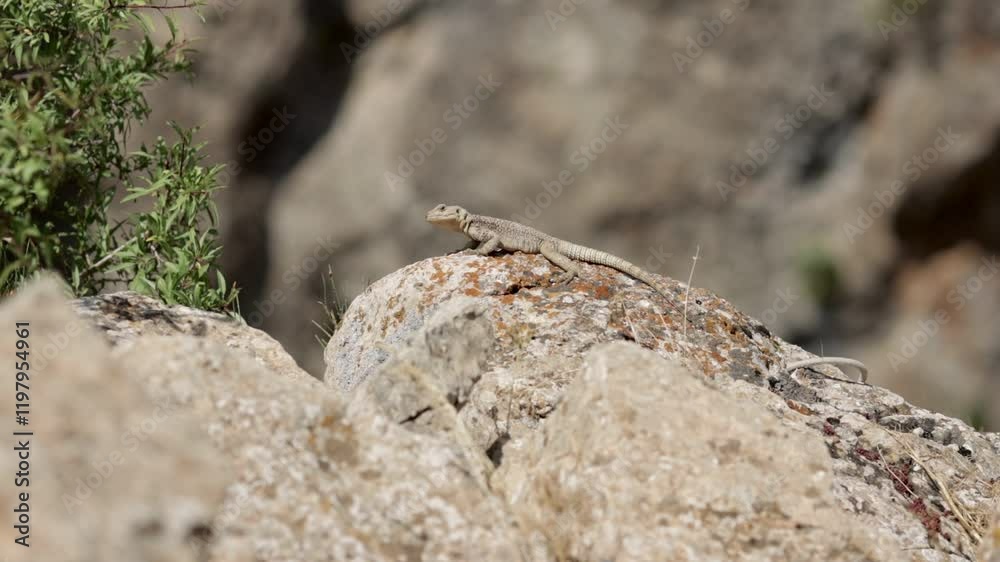 Lizard sunbathing on a stone in the desert, showcasing peaceful wildlife movement. Lizard Sunbathing on Stone in the Desert – Relaxing Wildlife Footage. Lizard sunbathing on a stone in the desert, showcasing peaceful wildlife movement. Lizard Sunbathing on Stone in the Desert – Relaxing Wildlife Footage.