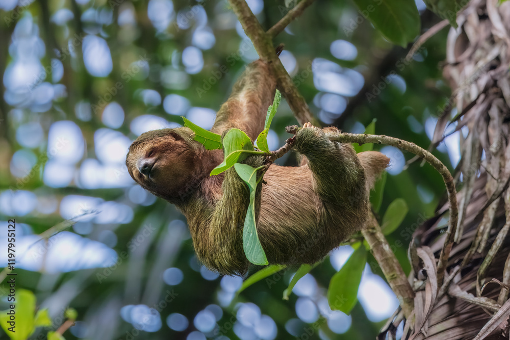Pale-throated sloth (Bradypus tridactylus) is a species of three-toed sloth that inhabits tropical rainforests in northern South America. Pale-throated sloth (Bradypus tridactylus) is a species of three-toed sloth that inhabits tropical rainforests in northern South America.