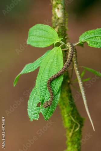 Bothriechis schlegelii, the eyelash viper, is a venomous pit viper species found in Central and South America. photo