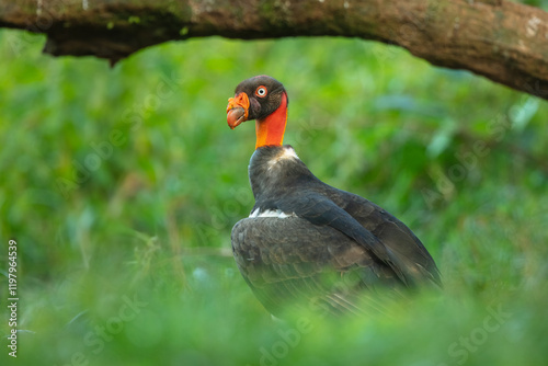 King vulture (Sarcoramphus papa) is a large bird found in Central and South America. It is a member of the New World vulture family Cathartidae.  photo