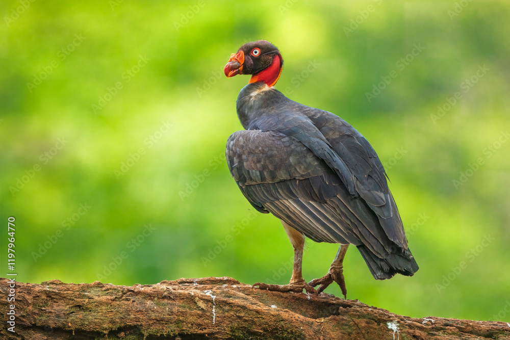 Naklejka premium King vulture (Sarcoramphus papa) is a large bird found in Central and South America. It is a member of the New World vulture family Cathartidae.