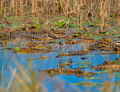 A Tricolored Heron Getting Ready to Strike