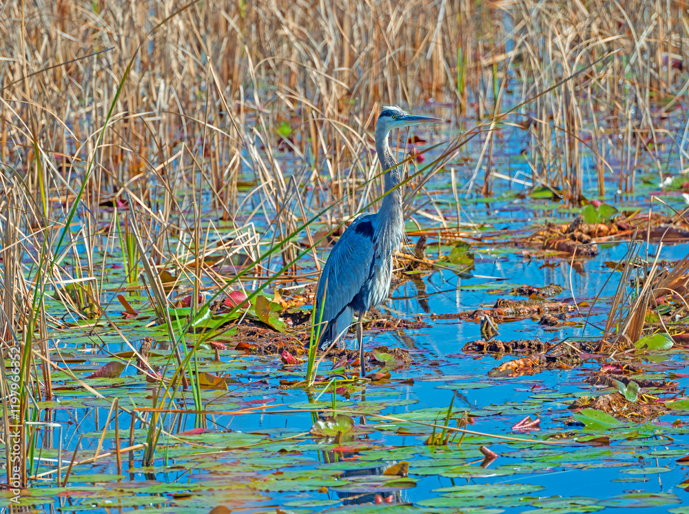 A Great Blue Heron Standing in Colorful Wetlands