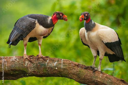 King vulture (Sarcoramphus papa) is a large bird found in Central and South America. It is a member of the New World vulture family Cathartidae.  photo