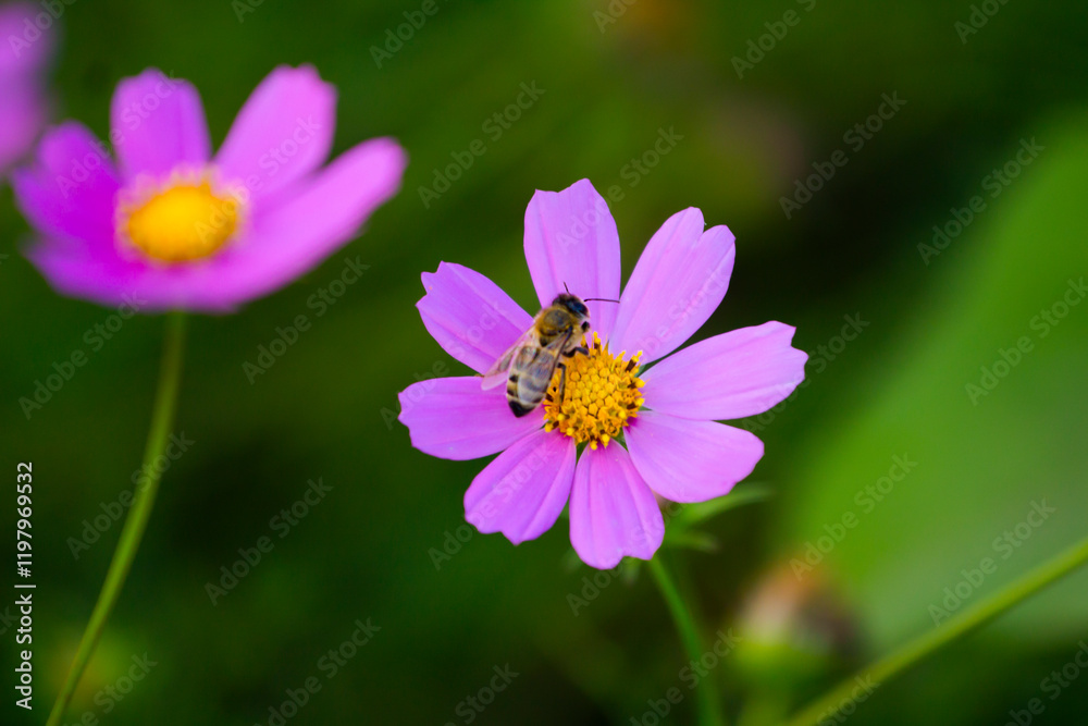 Obraz premium flowers, pink flower, bee on flower, insects, flower close-up