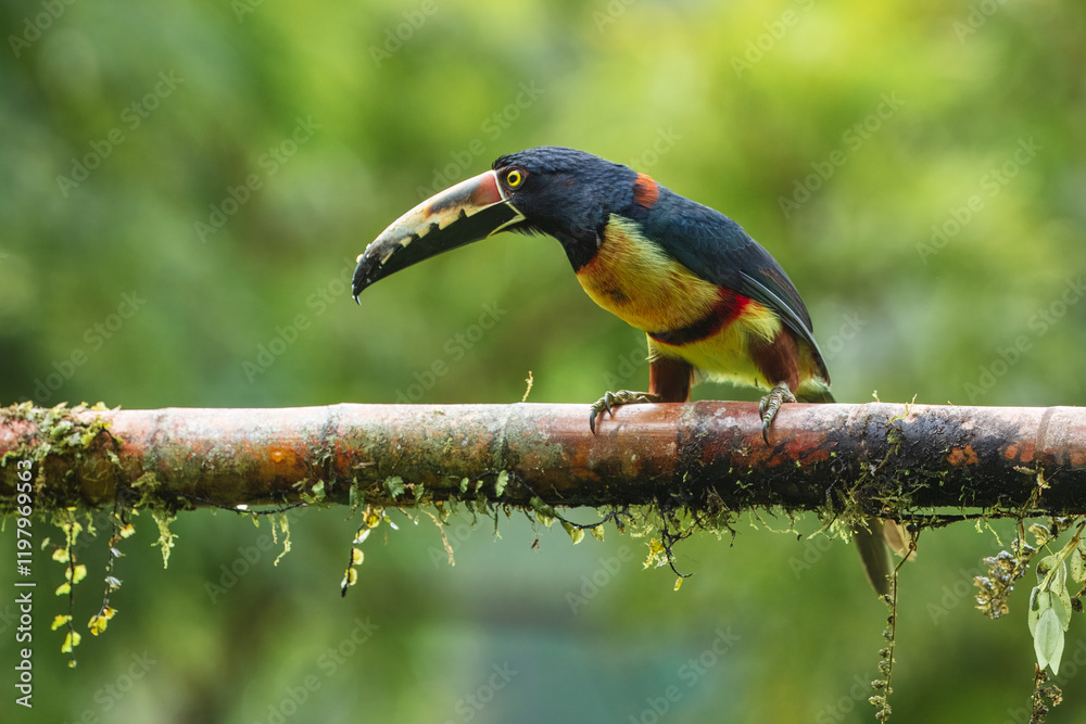 Obraz premium The collared aracari or collared araçari (Pteroglossus torquatus) is a toucan, a near-passerine bird. It breeds from southern Mexico (North America) to Panama; also Ecuador, Colombia, Venezuela