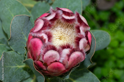 Close up of a red sugarbush (protea grandiceps) flower in bloom photo