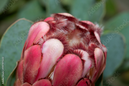 Close up of a red sugarbush (protea grandiceps) flower in bloom photo