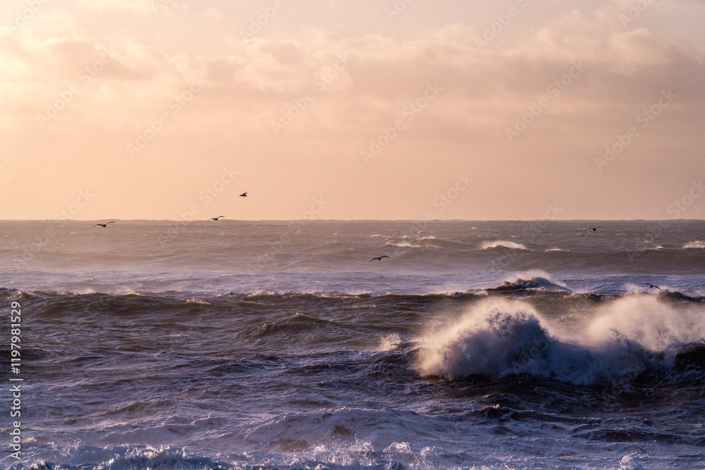 Fototapeta premium black beach in Iceland rough morning sunrise pretty orange golden hour sky birds flying in the sky