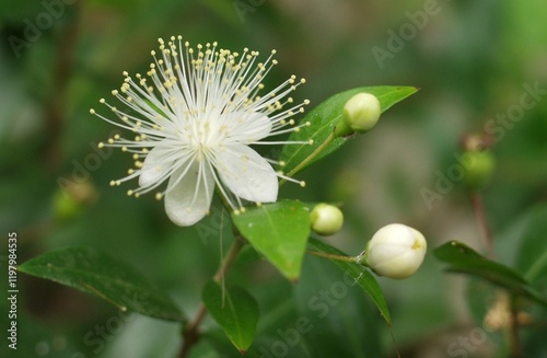 Foto White Yellow Flower with Bud Green Leaves Nature Flora Starburst Myrtle Myrtus c