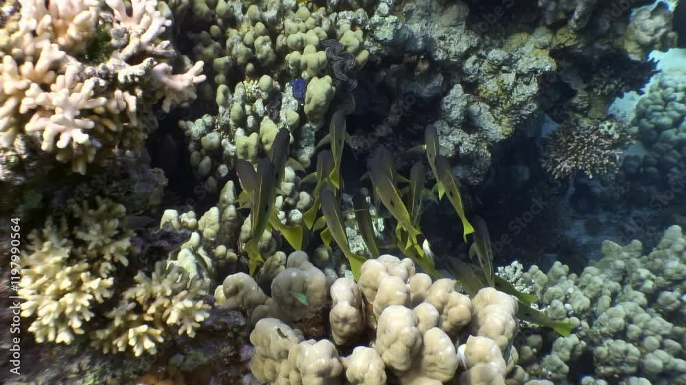 Dive into a stunning underwater world filled with colorful coral formations and diverse marine species. Observe the harmony of nature as fish swim among the textured landscapes of the reef. Dive into a stunning underwater world filled with colorful coral formations and diverse marine species. Observe the harmony of nature as fish swim among the textured landscapes of the reef.