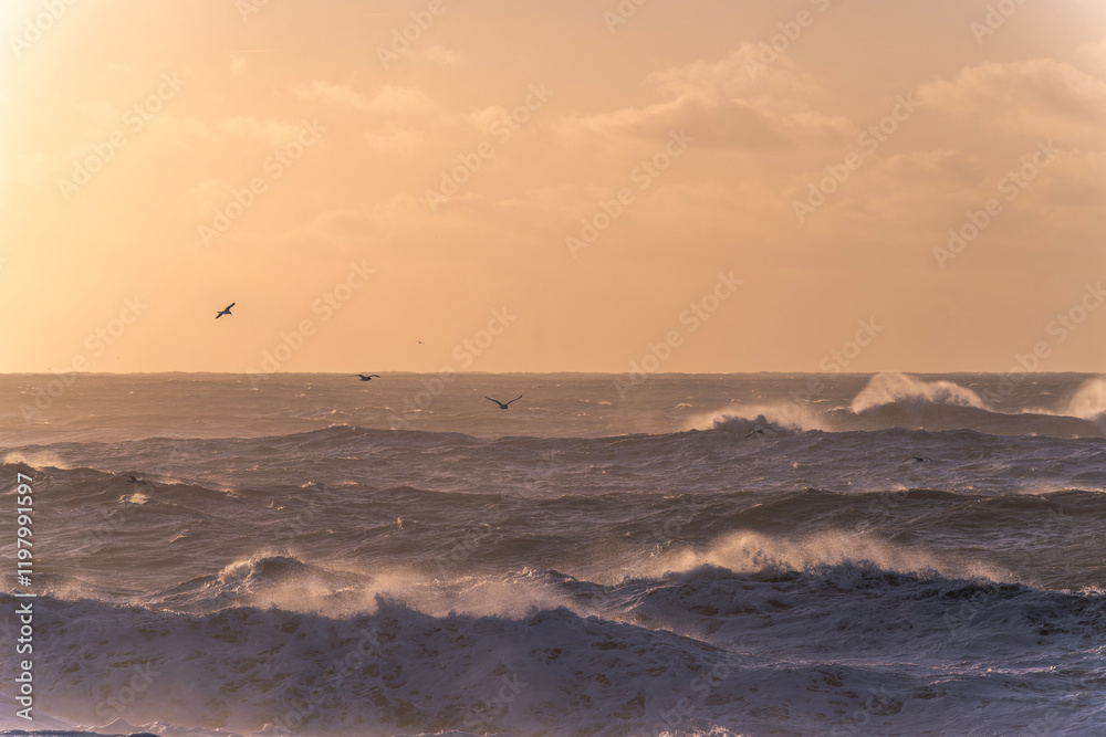 Fototapeta premium black beach in Iceland rough morning sunrise pretty orange golden hour sky birds flying in the sky
