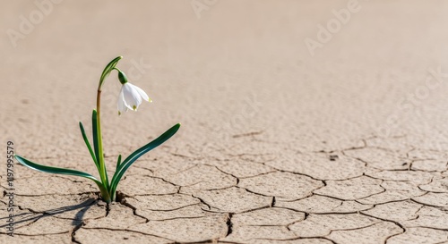 Lone white flower blooms on cracked, dry ground symbolizing resilience and hope