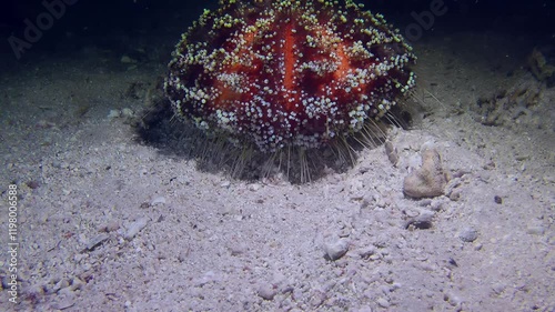 Fire Sea Urchin (Asthenosoma varium) crawls along the seabed, slowly approaching the camera. photo