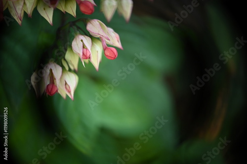 pink and red flowers in the garden, exotic flower, bleeding heart, clerodendrum delectum,  natural flowers, fine art, flower in the garden, work of art, blurred image, blurred image photo