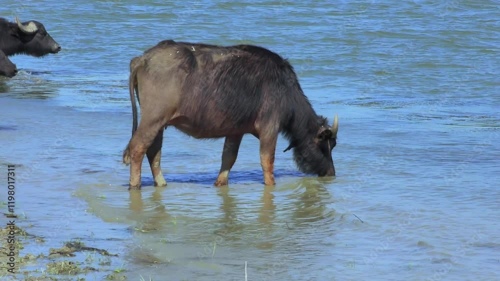 Water Buffalo (Bubalus bubalis) s enter the water to drink. Water Buffalo (Bubalus bubalis) s enter the water to drink.