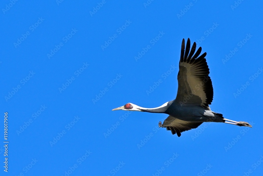 Obraz premium マナヅルさん