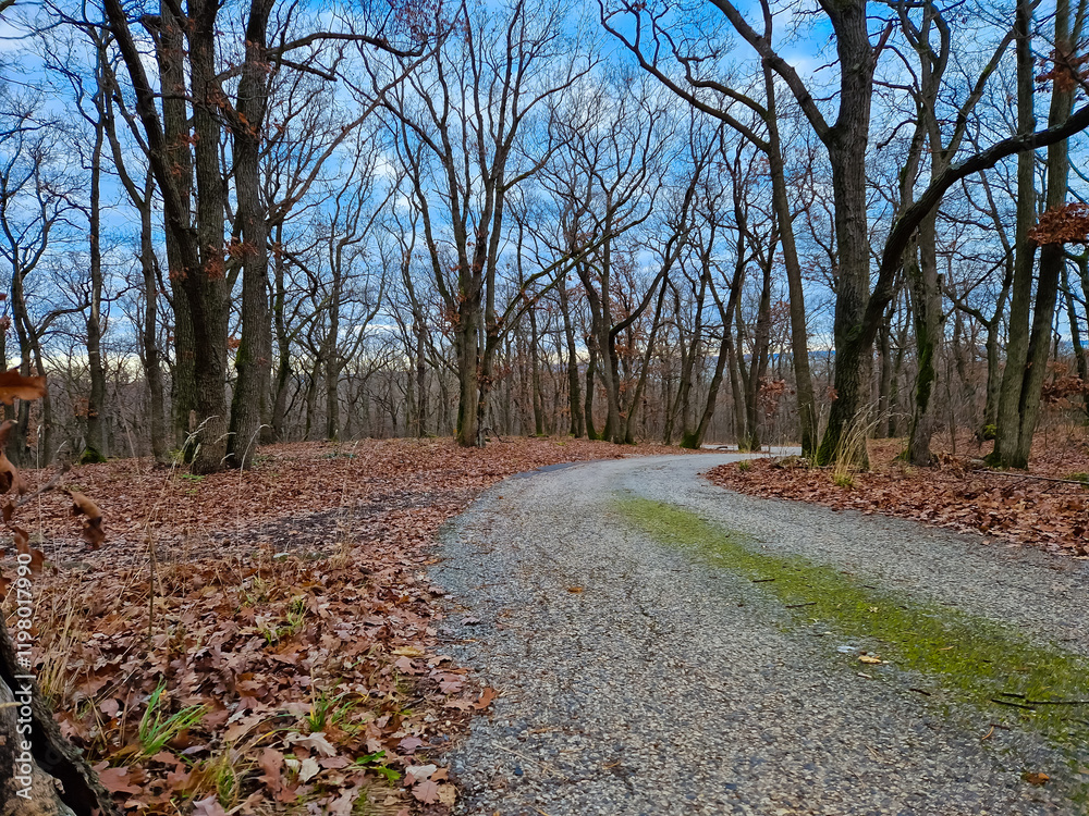 Obraz premium Winter forest near Kaptalanfured
