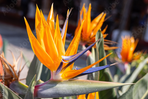 Colorful bird of paradise flower. photo