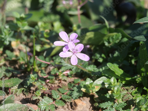 Gewöhnliche Reiherschnabel Erodium cicutarium blüht rosa im Februar oberhalb von Torreguadiaro Spanien photo