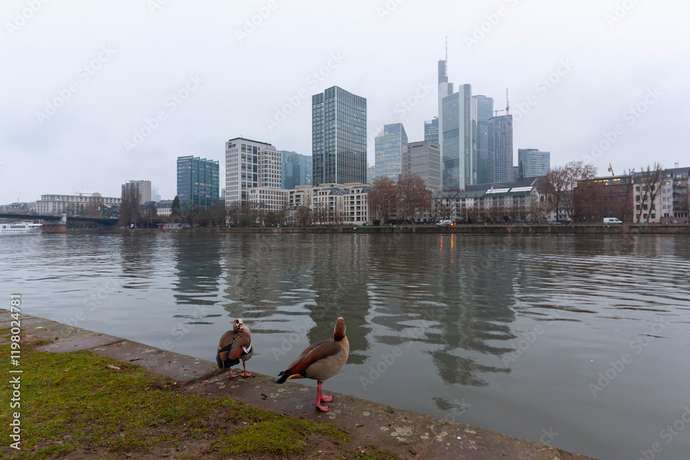 Obraz premium Two Egyptian geese (Alopochen aegyptiaca) on the bank of the Main River with the Frankfurt skyline in the background on a cloudy day