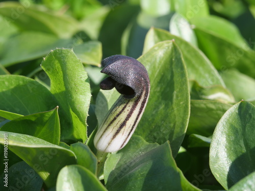 Der gemeine Krummstab Arisarum vulgare blüht Anfang Februar oberhalb von Torreguadiaro Spanien photo