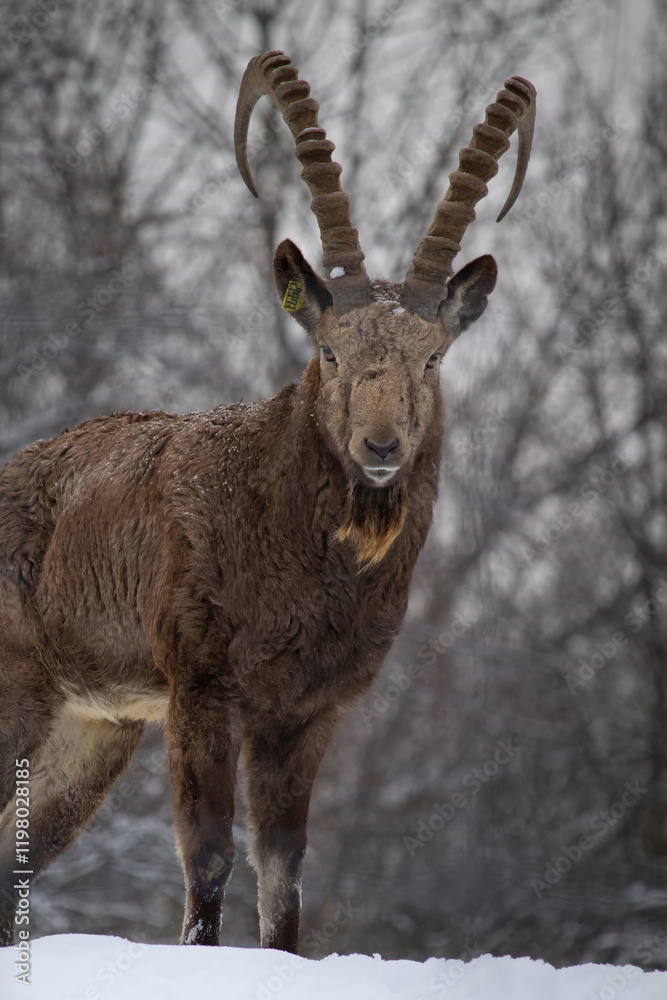 Male Siberian ibex Capra sibirica Male Siberian ibex Capra sibirica