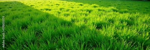 High-angle view, grassy plane, perpendicular alignment, overhead, grassland, field