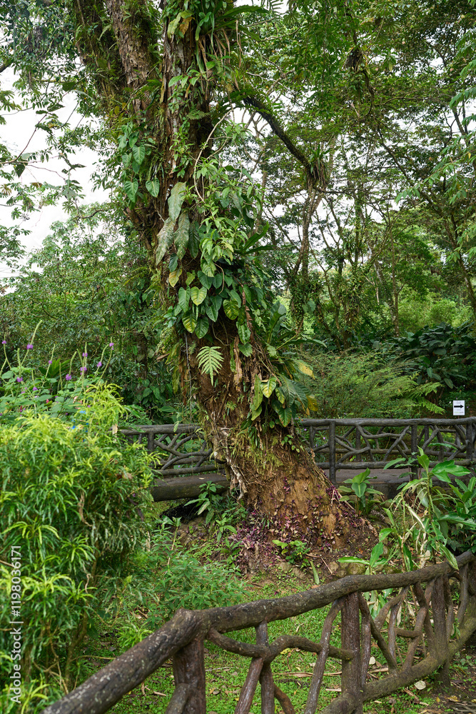 La Fortuna, Costa Rica - November 20, 2024 - the Rufous garden in the Mistico Arenal Hanging Bridges Park in Provincia de Alajuela La Fortuna, Costa Rica - November 20, 2024 - the Rufous garden in the Mistico Arenal Hanging Bridges Park in Provincia de Alajuela