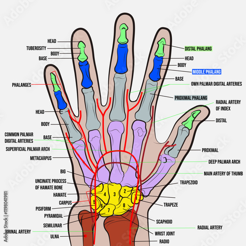 Bones of the hand, ulna out of position, artery system of the hand.