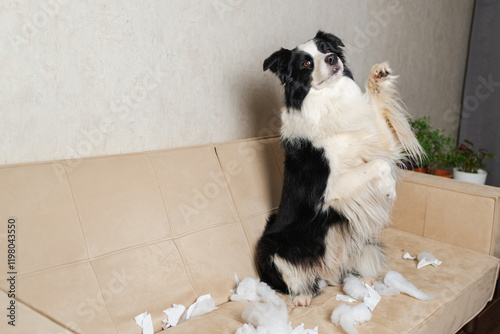 Naughty playful puppy dog border collie after mischief biting paper sitting on couch at home. Guilty dog and destroyed living room. Damage messy home and puppy with funny guilty look